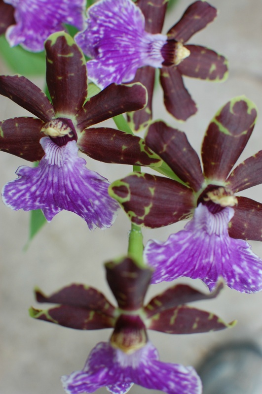Zygopetalum Arthur Elle